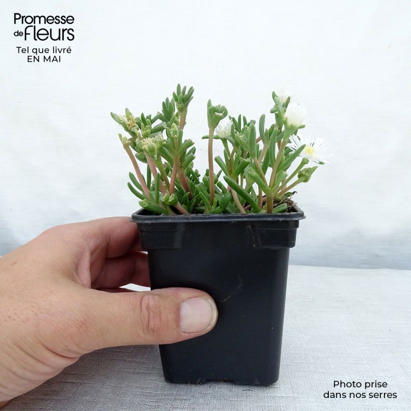 Delosperma Wheels of Wonder White - Ice Plant 7/8 cm pot sample as delivered in spring