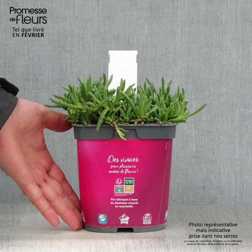 Delosperma cooperi 2L/3L pot sample as delivered in winter