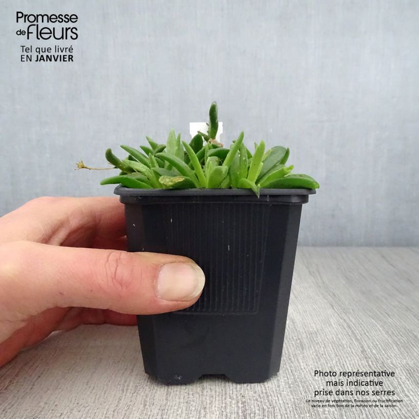 Delosperma sutherlandii 8/9 cm pot sample as delivered in winter