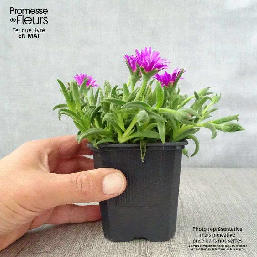 Delosperma sutherlandii 8/9 cm pot sample as delivered in spring