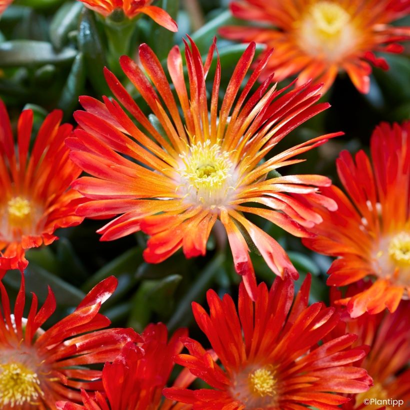 Delosperma Sunset® Orange Vibe -Ice plant (Flowering)