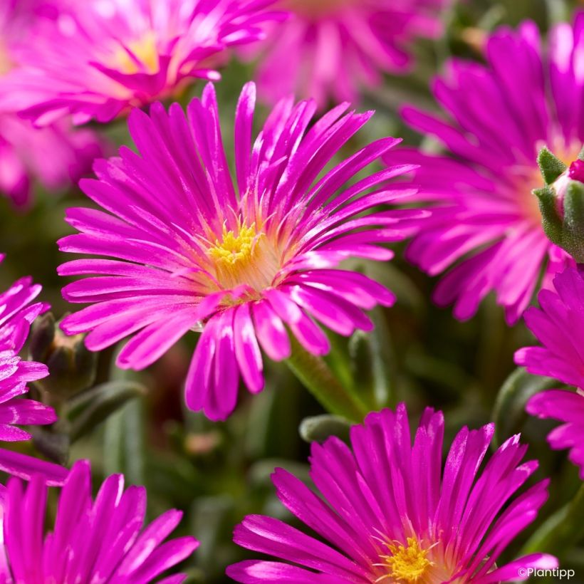 Delosperma Ocean Sunset® Violet - Ice plant (Flowering)