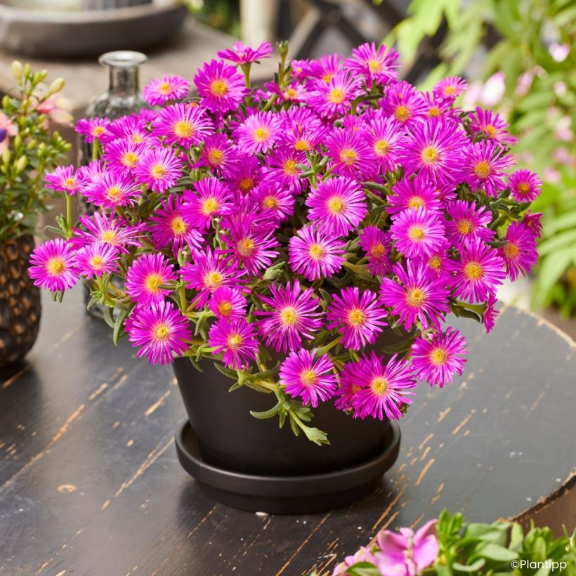 Delosperma Ocean Sunset® Violet - Ice plant (Plant habit)