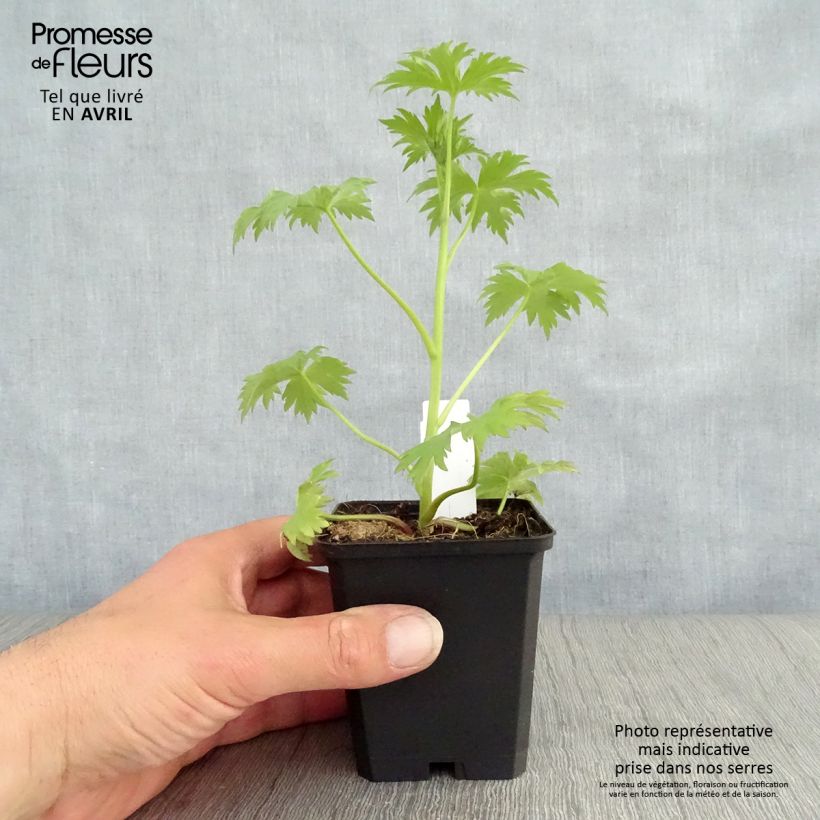 Delphinium Magic Fountains Dark Blue-Black Bee - Larkspur 8/9 cm pot sample as delivered in spring