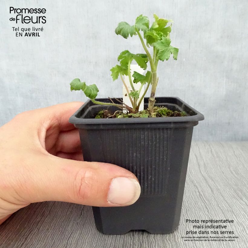 Delphinium Highlander Bolero - Larkspur 8/9 cm pot sample as delivered in spring