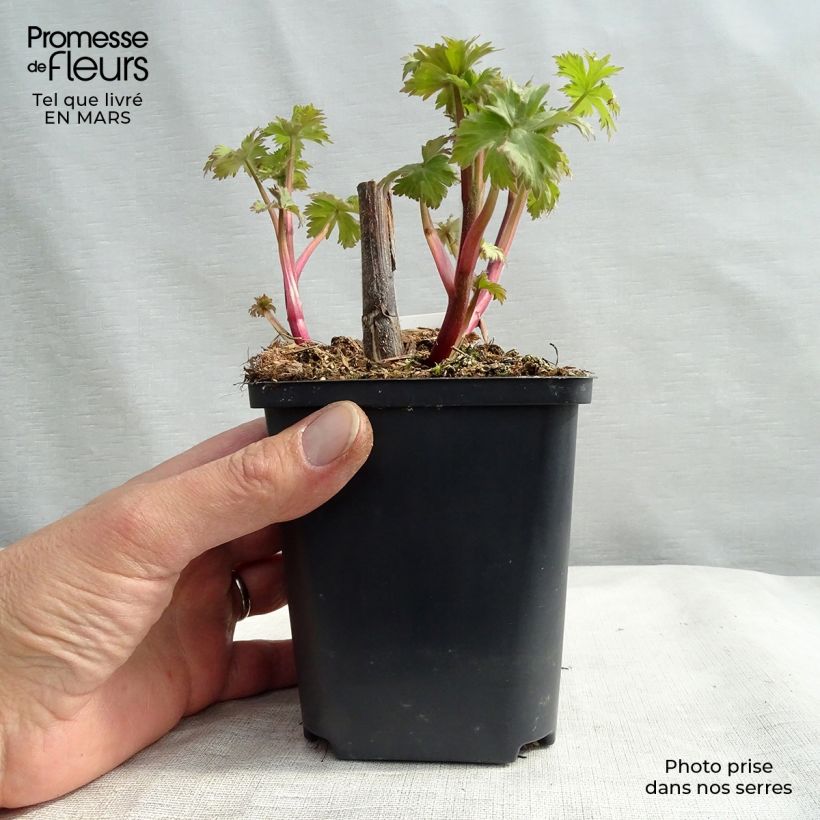 Delphinium Cha Cha - Larkspur 8/9 cm pot sample as delivered in winter