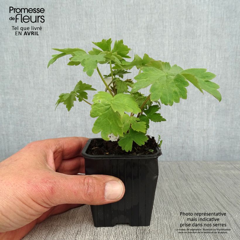 Delphinium Cha Cha - Larkspur 8/9 cm pot sample as delivered in spring