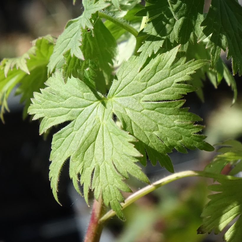 Delphinium Flamenco - Larkspur (Foliage)