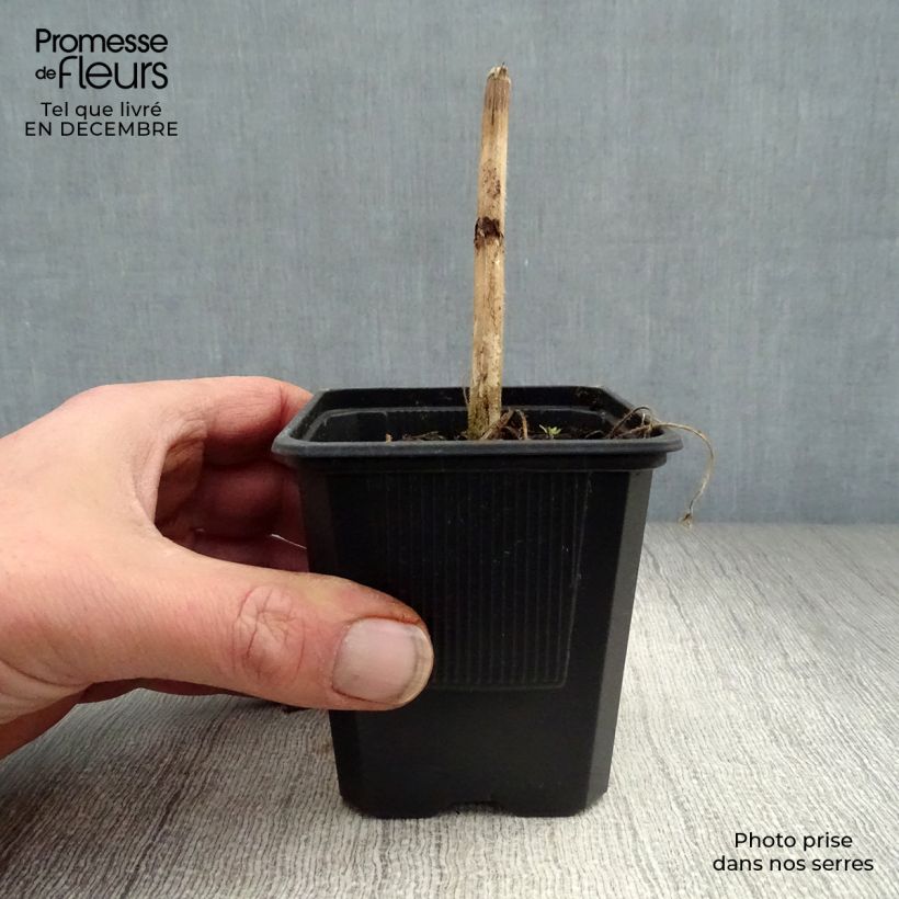 Delphinium Flamenco - Larkspur 8/9 cm pot sample as delivered in winter