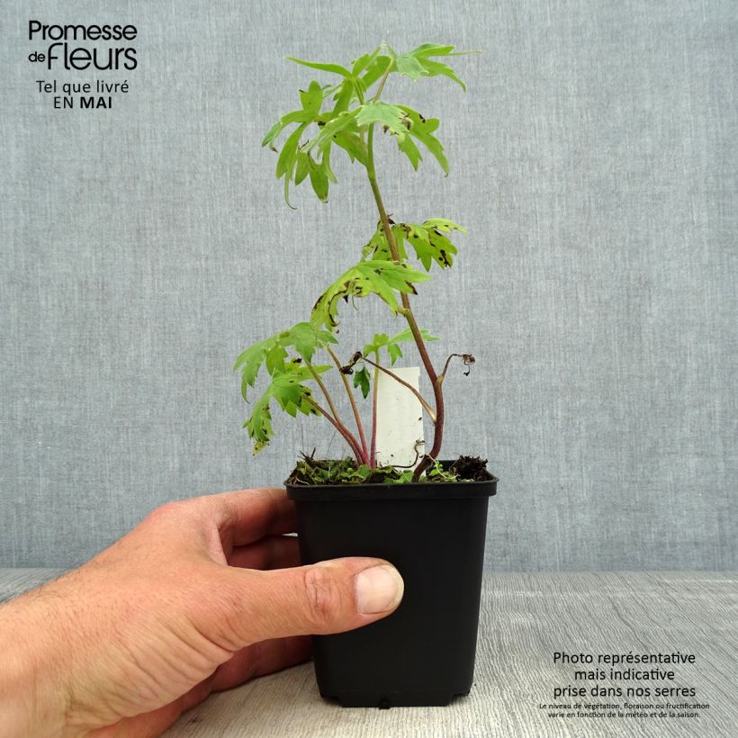 Delphinium Samba - Larkspur 8/9 cm pot sample as delivered in spring