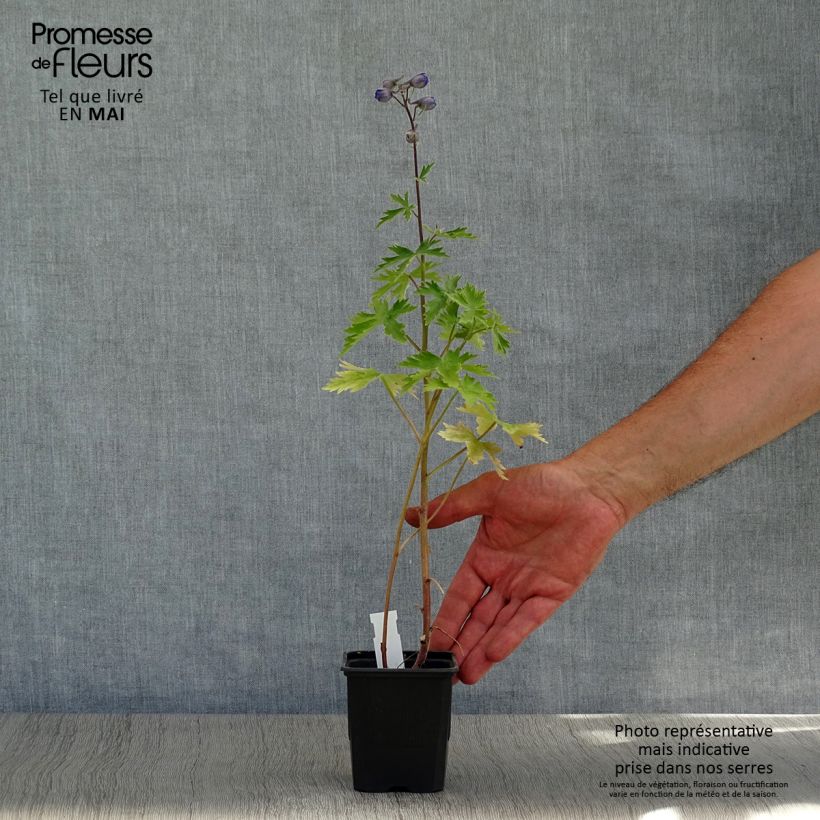 Delphinium Highlander Sweet Sensation - Larkspur 8/9 cm pot sample as delivered in spring