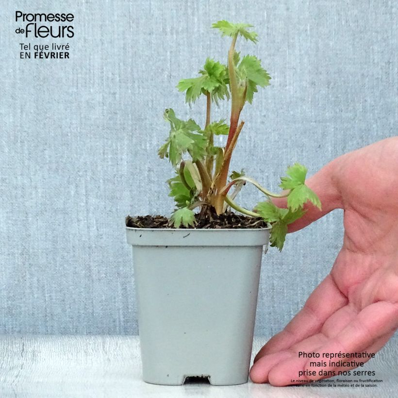 Delphinium Astolat Group - Larkspur 8/9 cm pot sample as delivered in winter