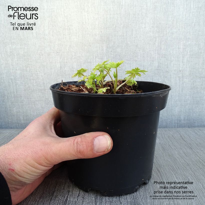 Delphinium Astolat Group - Larkspur 2L/3L pot sample as delivered in winter