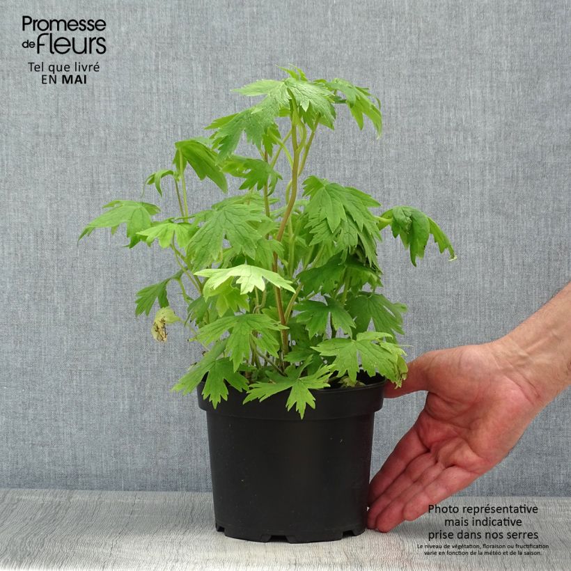 Delphinium Astolat Group - Larkspur 2L/3L pot sample as delivered in spring