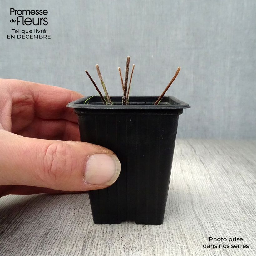 Delphinium Völkerfrieden - Larkspur 7/8 cm pot sample as delivered in winter