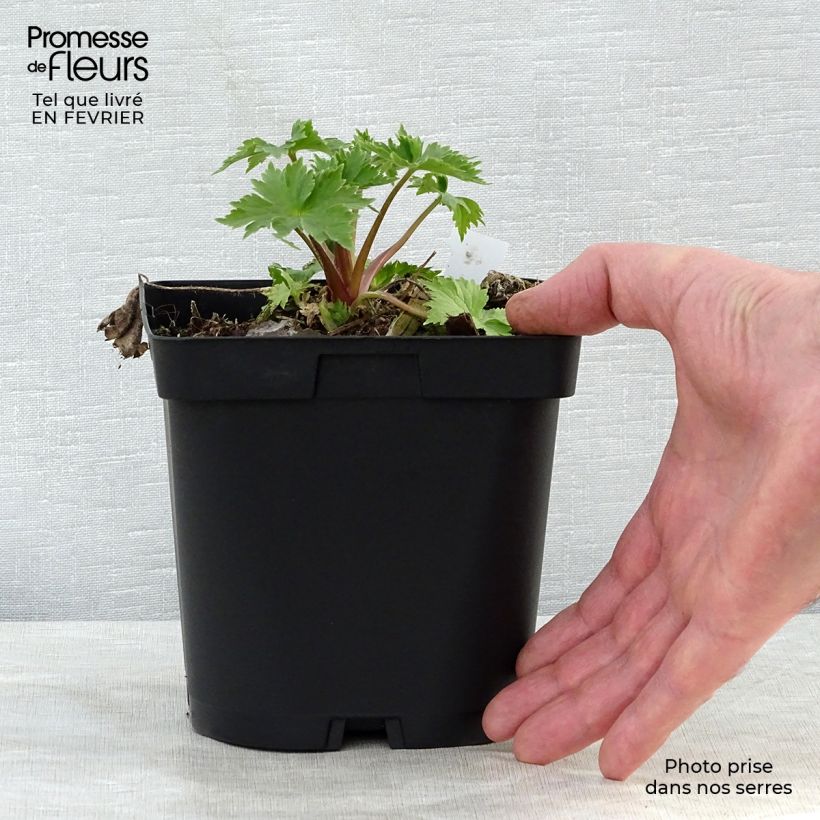 Delphinium Völkerfrieden - Larkspur 2L/3L pot sample as delivered in winter