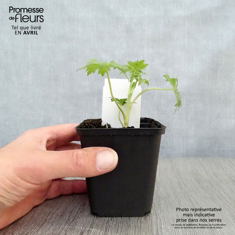 Delphinium Völkerfrieden - Larkspur 7/8 cm pot sample as delivered in spring