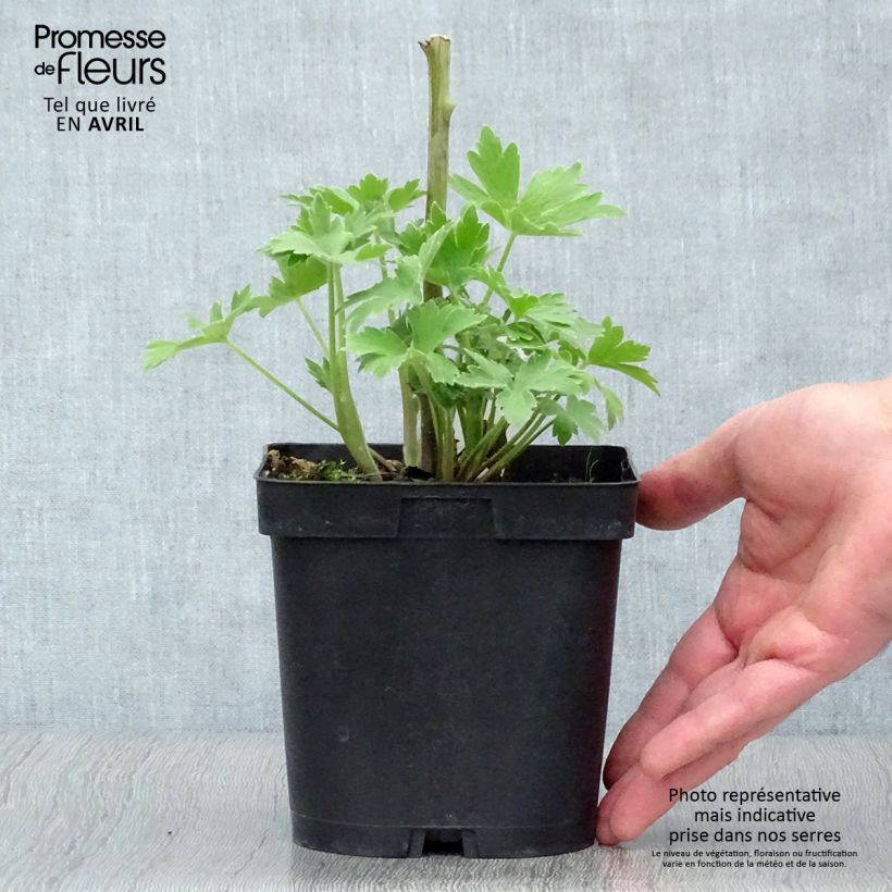 Delphinium Völkerfrieden - Larkspur 2L/3L pot sample as delivered in spring