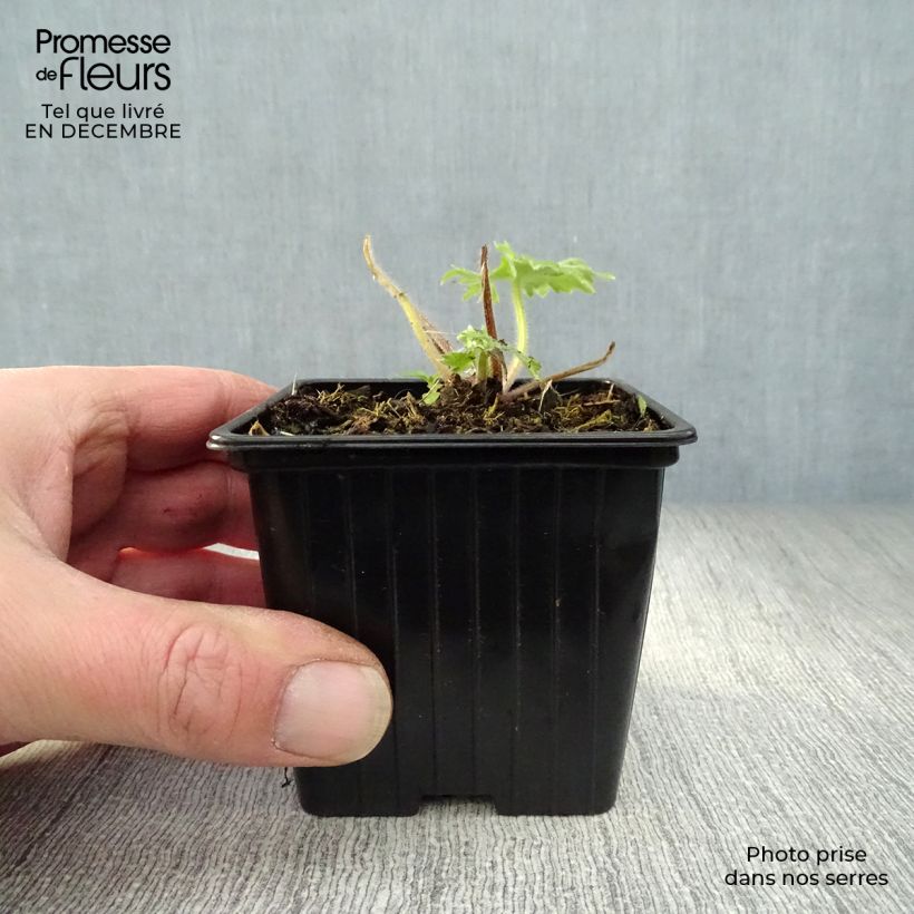 Delphinium Groupe Pacific-hybrid Blue Bird - Larkspur 7/8 cm pot sample as delivered in winter