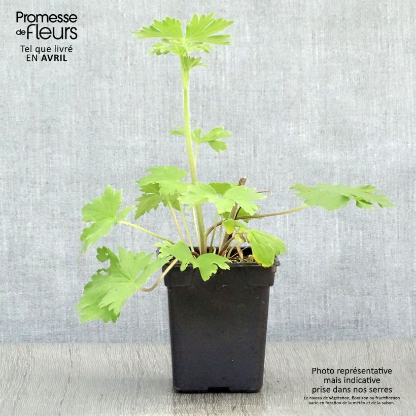 Delphinium Blue Jay - Larkspur 7/8 cm pot sample as delivered in spring