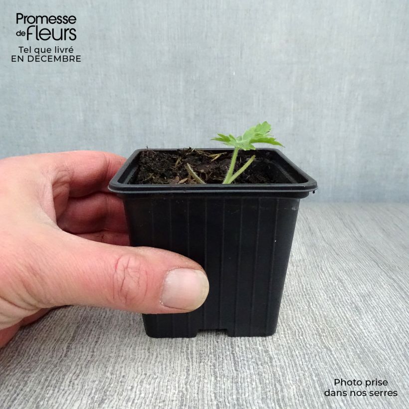 Delphinium Galahad - Larkspur 7/8 cm pot sample as delivered in winter