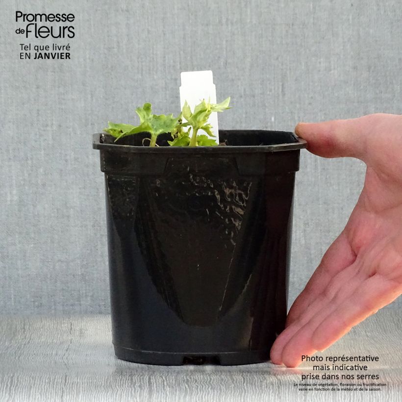 Delphinium Galahad - Larkspur 2L/3L pot sample as delivered in winter