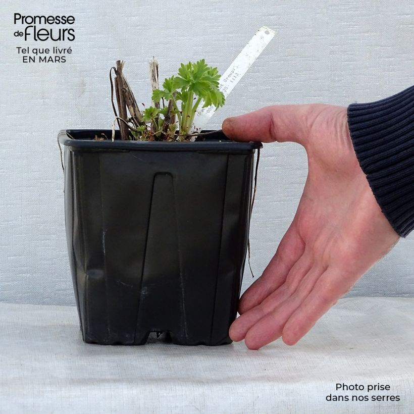 Delphinium Galahad - Larkspur 2L/3L pot sample as delivered in spring