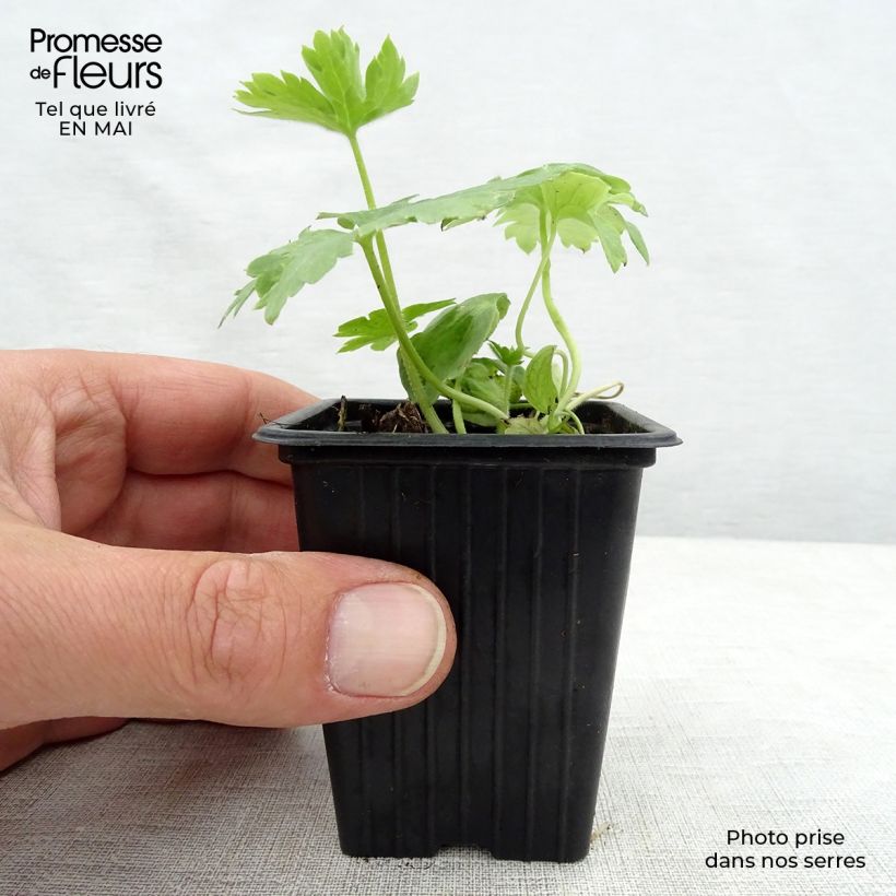 Delphinium Galahad - Larkspur 7/8 cm pot sample as delivered in spring