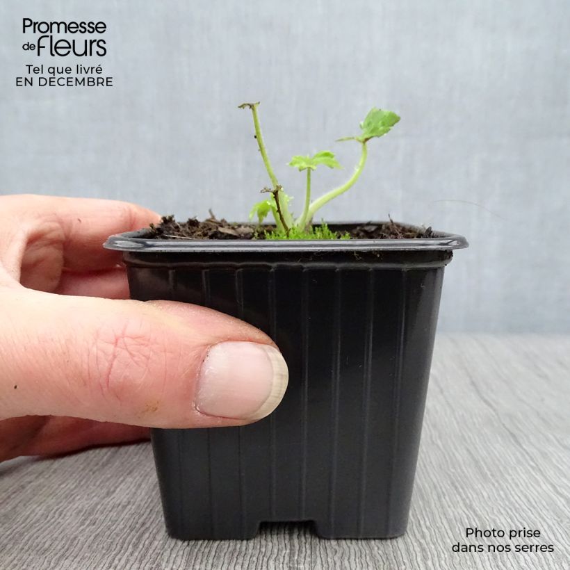 Delphinium Guinevere Group - Larkspur 7/8 cm pot sample as delivered in winter