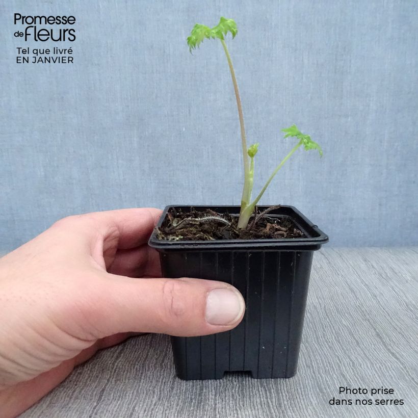 Delphinium King Arthur - Larkspur 7/8 cm pot sample as delivered in winter