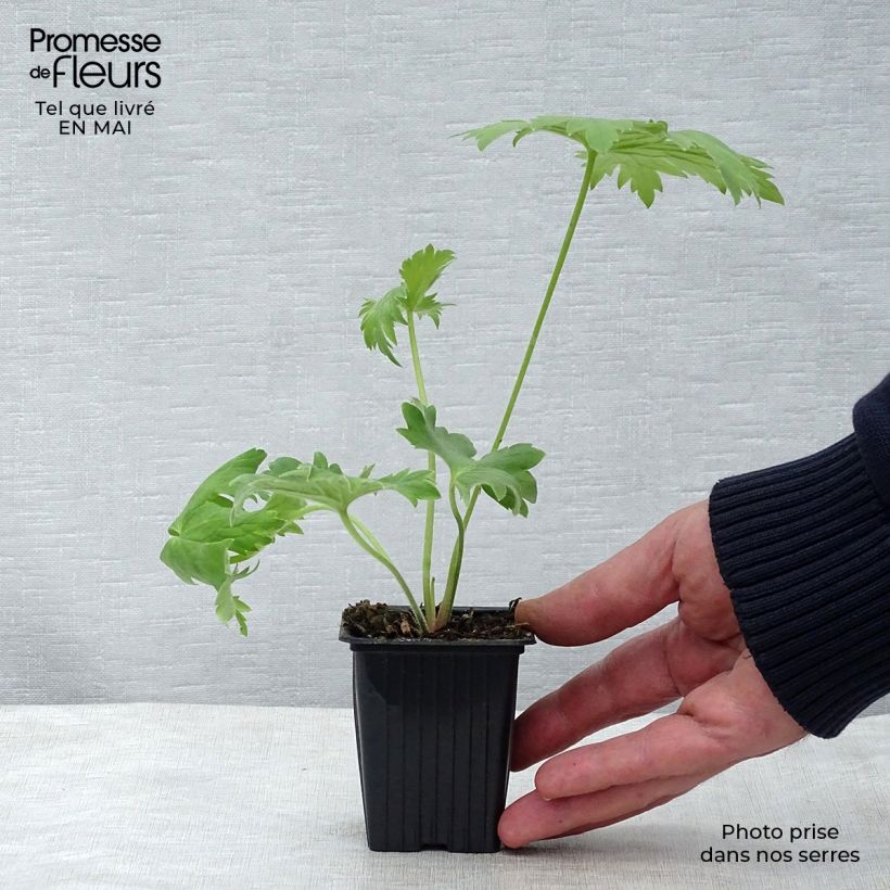 Delphinium King Arthur - Larkspur 7/8 cm pot sample as delivered in spring