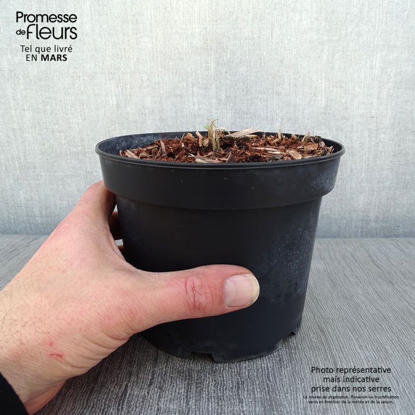 Delphinium Strawberry Fair - Larkspur 2L/3L pot sample as delivered in winter