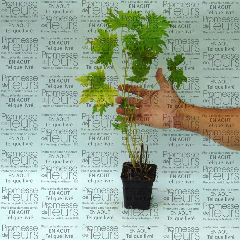 Example of Delphinium Group Pacific-hybrid Cameliard - Larkspur 8/9 cm pot specimen as delivered