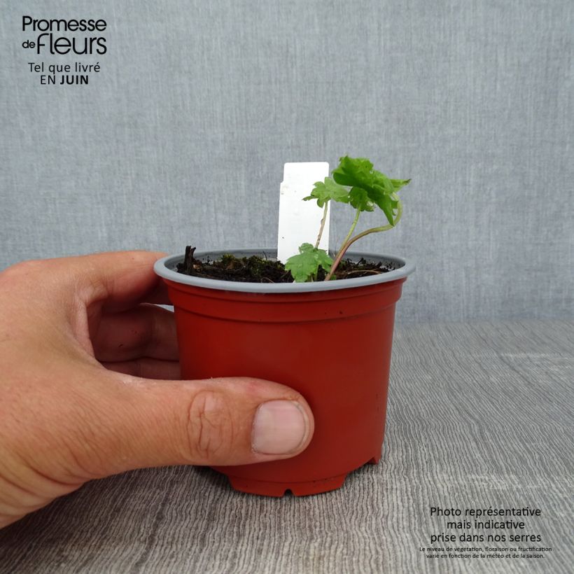 Delphinium Magic Fountains Sky Blue-White Bee - Larkspur 8/9 cm pot sample as delivered in summer