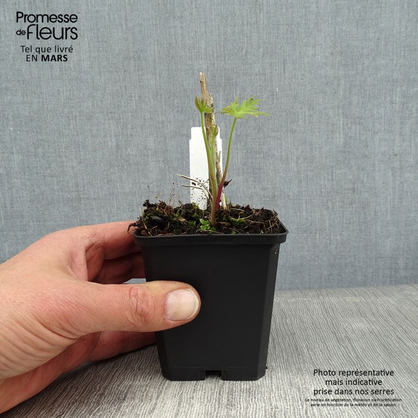 Delphinium Kleine Nachtmusik - Larkspur 8/9 cm pot sample as delivered in winter