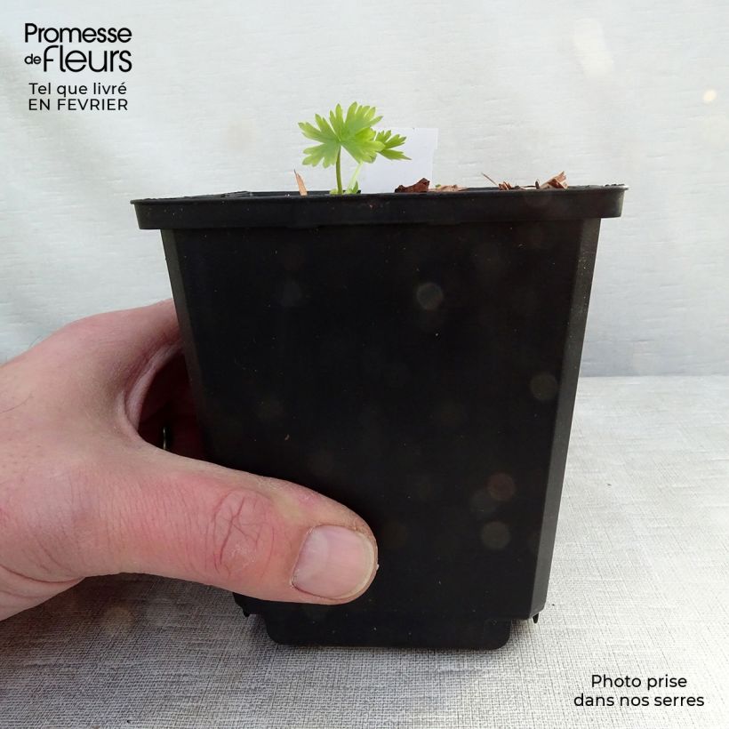 Delphinium Moerheimii - Larkspur 8/9 cm pot sample as delivered in winter