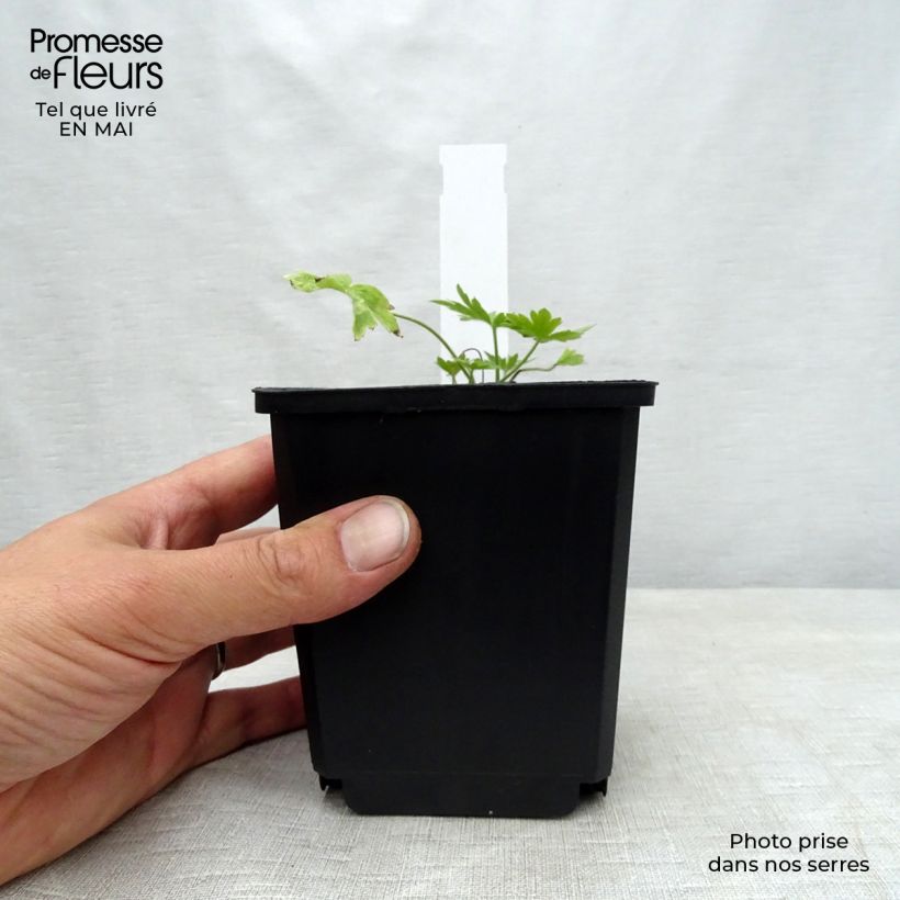 Delphinium Moerheimii - Larkspur 8/9 cm pot sample as delivered in spring