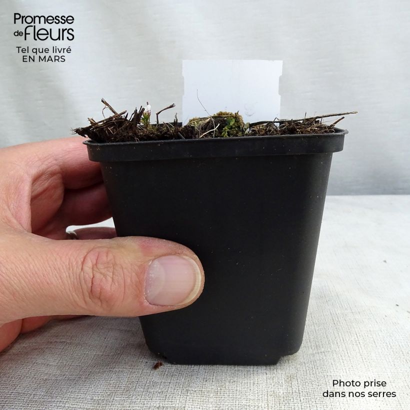 Delphinium Piccolo - Perennial Larkspur 8/9 cm pot sample as delivered in winter