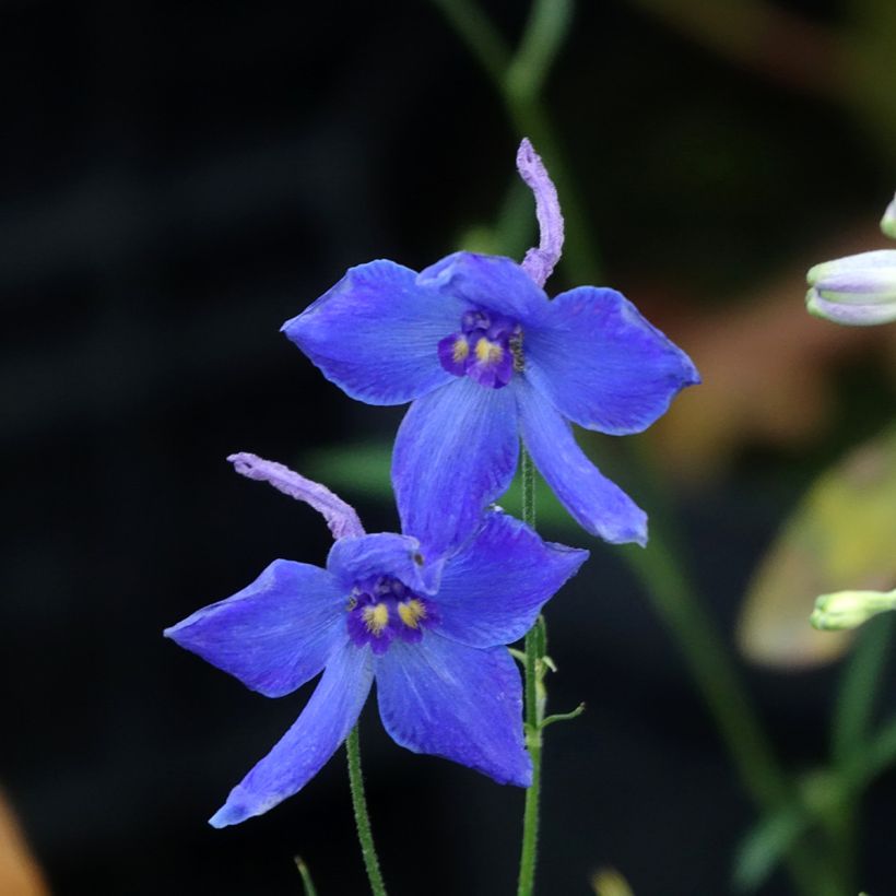 Delphinium Völkerfrieden (Flowering)