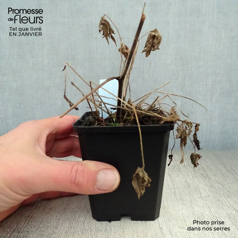 Delphinium Völkerfrieden 8/9 cm pot sample as delivered in winter