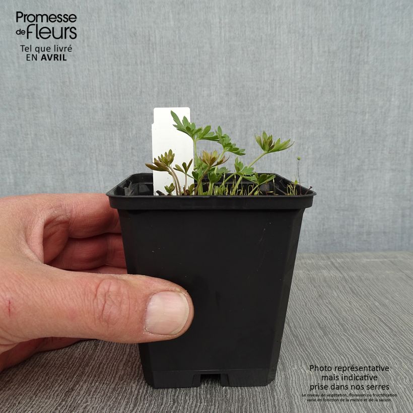 Delphinium grandiflorum Blauer Zwerg - Larkspur 8/9 cm pot sample as delivered in spring