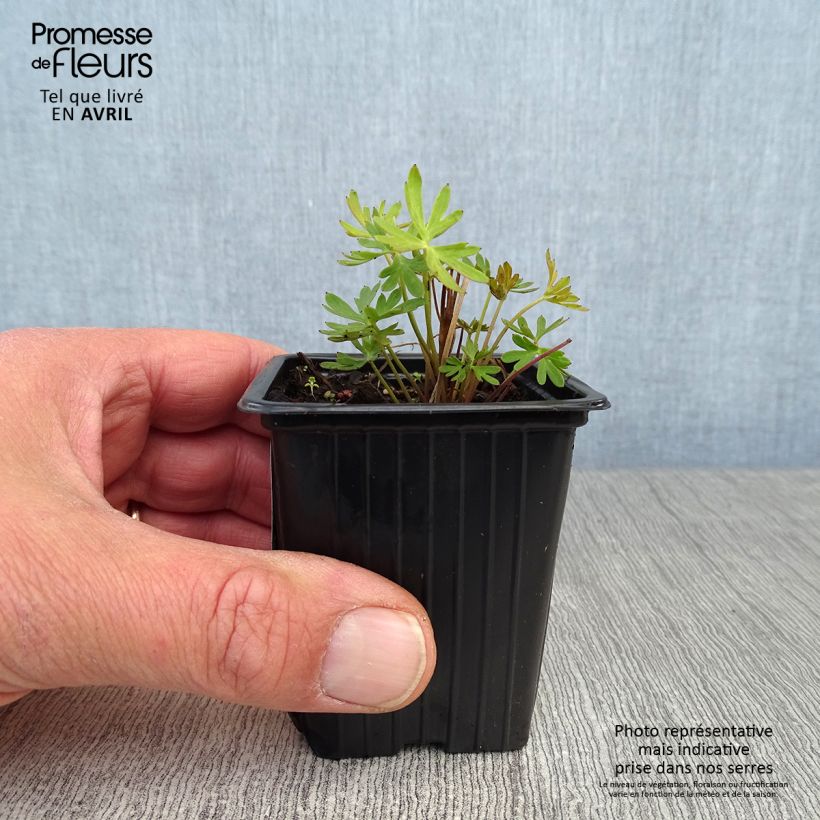 Delphinium grandiflorum - Larkspur 7/8 cm pot sample as delivered in spring