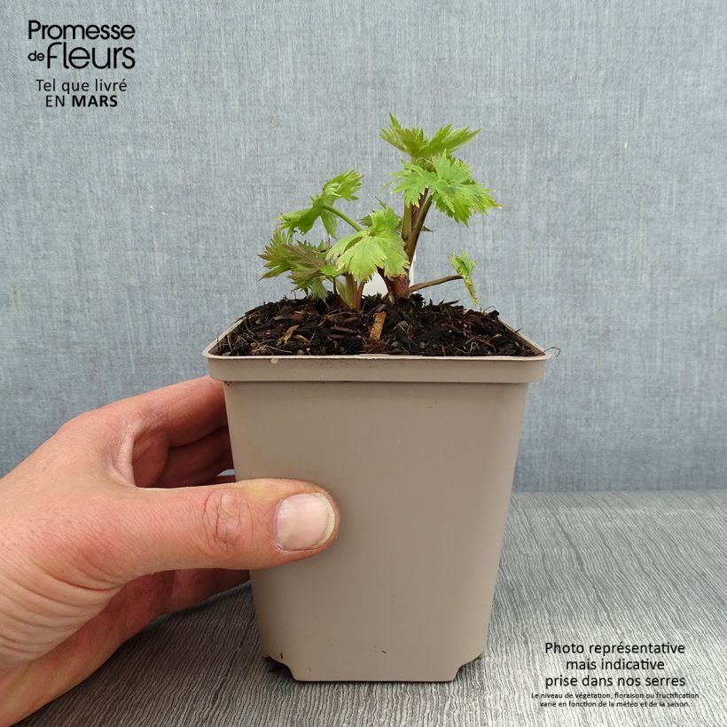 Delphinium Finsteraarhorn - Larkspur 8/9 cm pot sample as delivered in winter