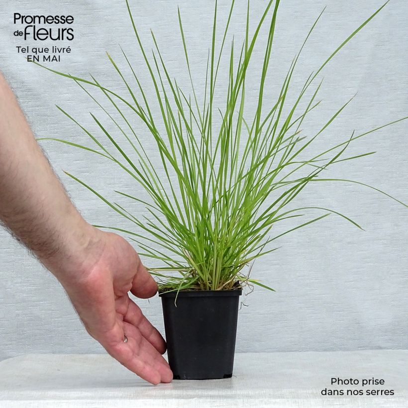 Deschampsia cespitosa Bronzeschleier 8/9 cm pot sample as delivered in spring