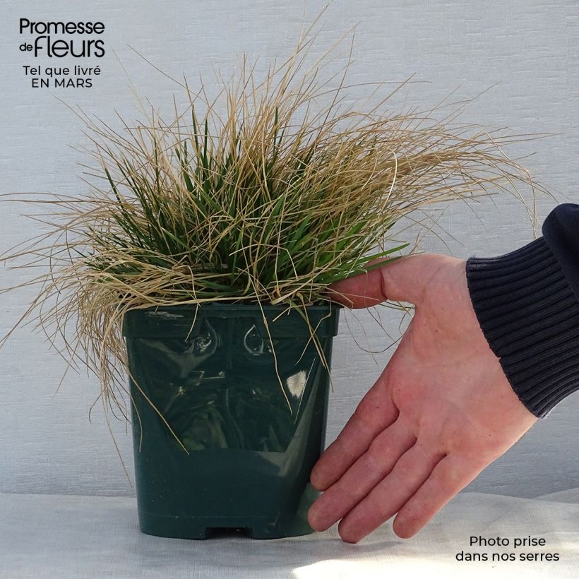 Deschampsia caespitosa 2L/3L pot sample as delivered in spring