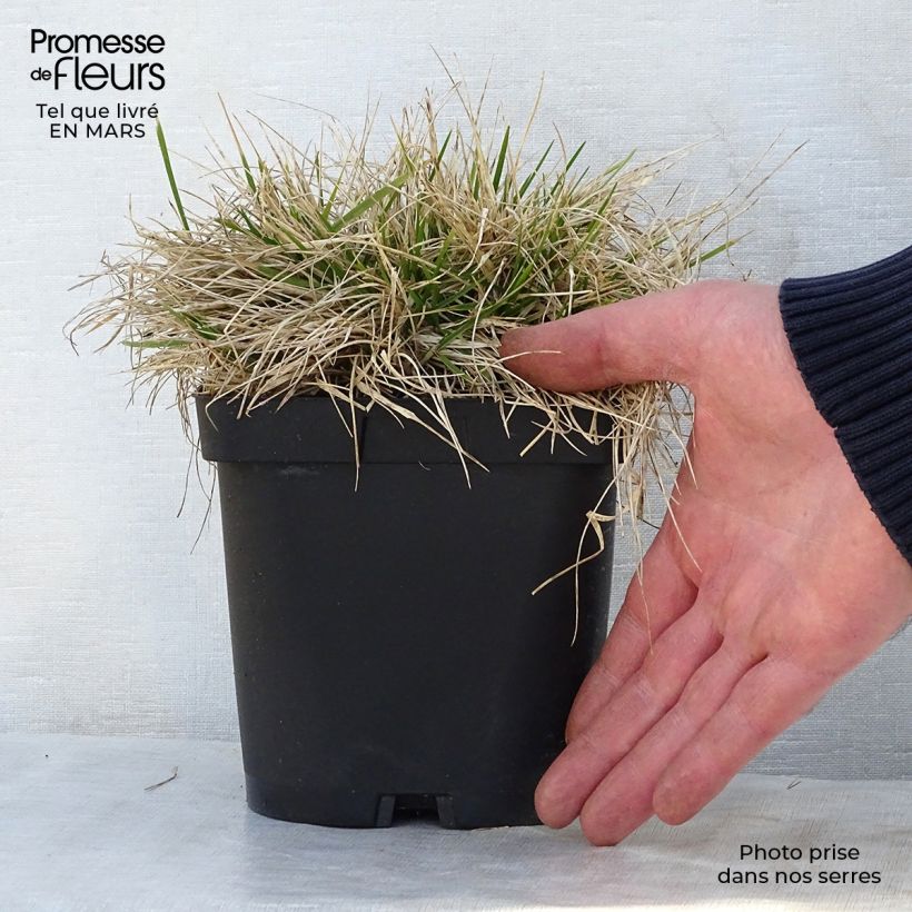 Deschampsia caespitosa Goldschleier 1.5L/2L pot sample as delivered in spring