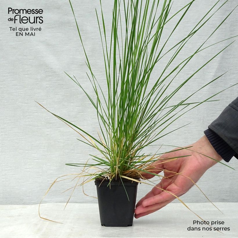 Deschampsia caespitosa Goldtau 8/9 cm pot sample as delivered in spring