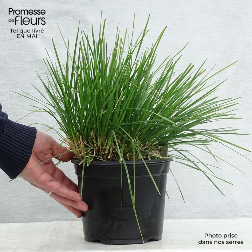 Deschampsia caespitosa Goldtau 2L/3L pot sample as delivered in spring