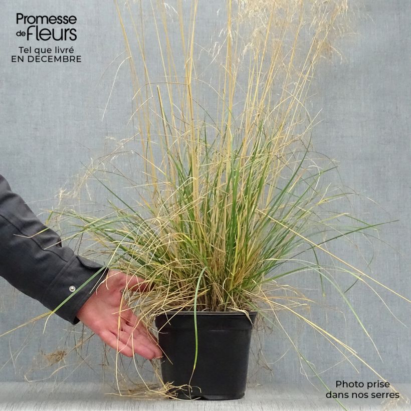 Deschampsia caespitosa Goldtau 2L/3L pot sample as delivered in winter