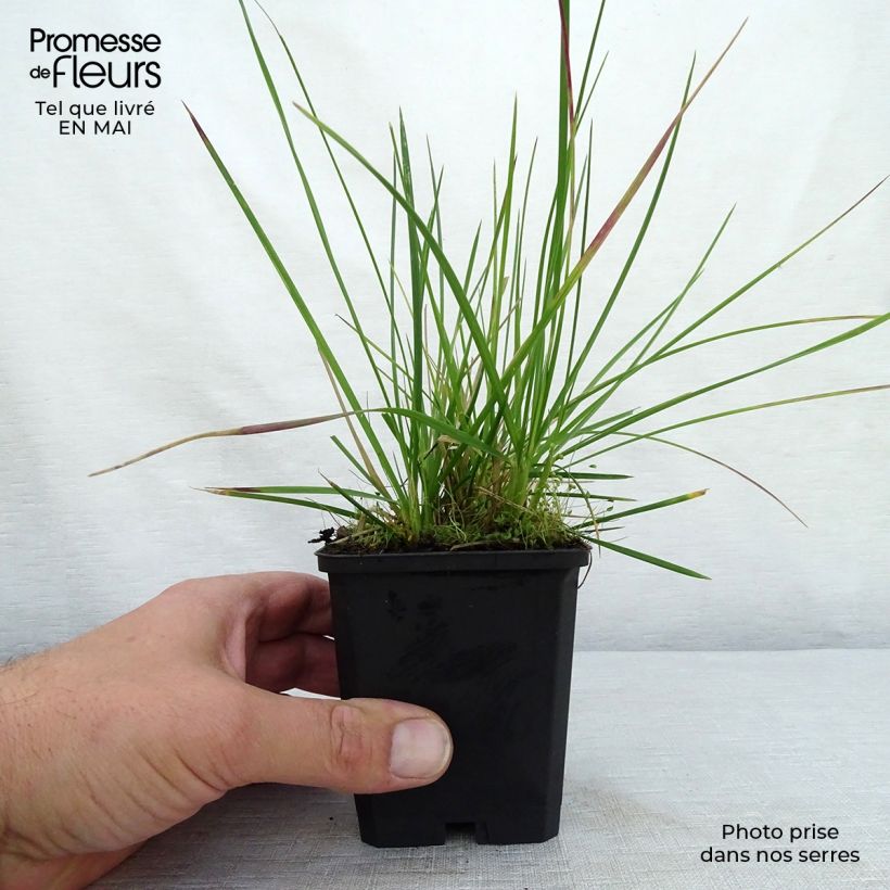Deschampsia cespitosa Palava 8/9 cm pot sample as delivered in spring